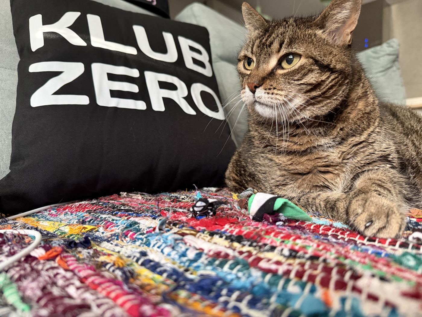Kot przy poduszce z napisem Klub Zero